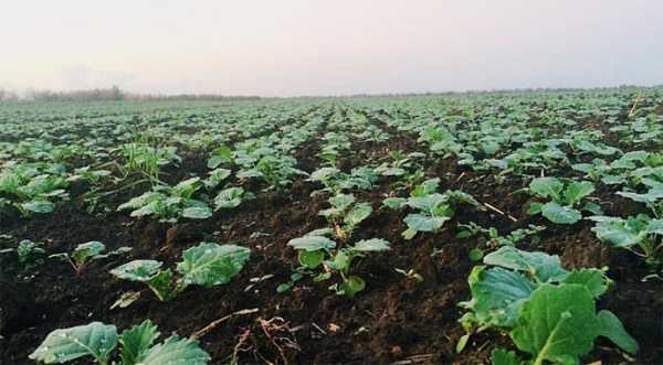 Аграрії Житомирщини посіяли менше озимих зернових, але більше ріпаку